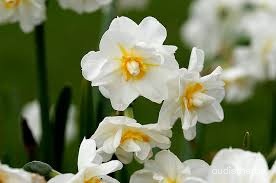 Narcissus tazetta flower10.jpg